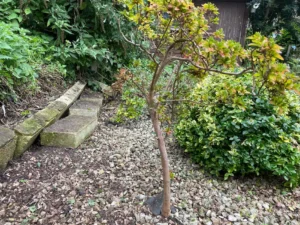 Landscape before after 009