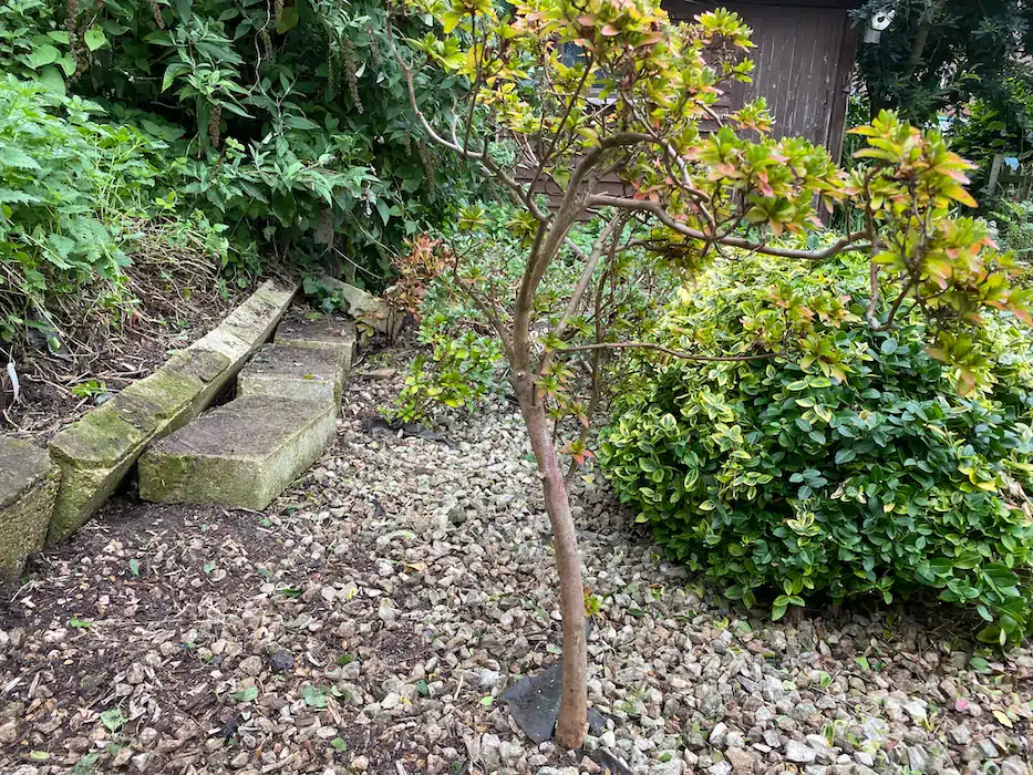 Landscape before after 009